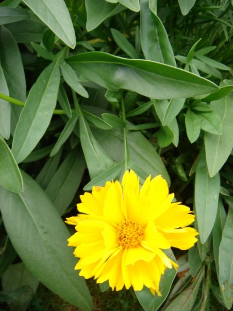 Coreopsis grandiflora 'Neugold'